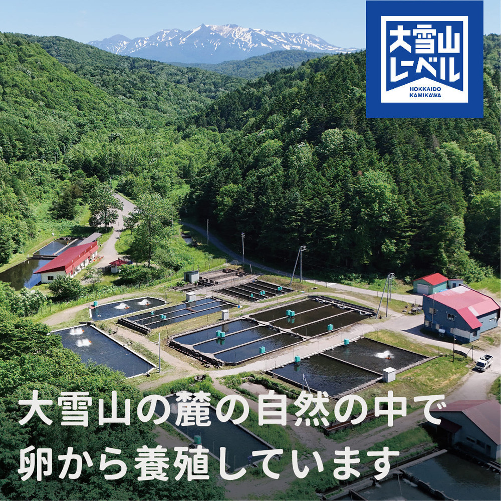 《先行予約》北海道大雪サーモン刺身用900g（約150g×6個程度）【 小分け サーモン 刺身 冷凍 鮭 北海道大雪サーモン さけ シャケ しゃけ カルパッチョ 高級 贈答 生食用 魚介類 厚切り 薄切り ふるさと納税 北海道 上川町 】