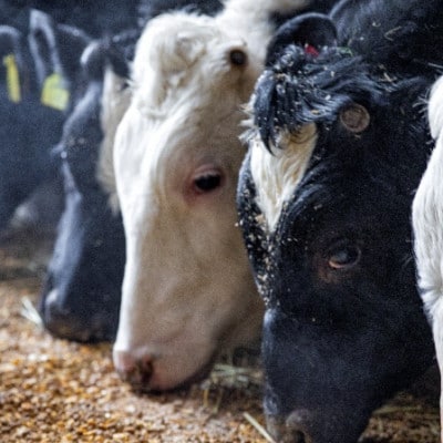 国産牛 大雪高原牛100%ハンバーグカレー250g 有名店ガクヤバーガー監修の男前仕立て 常温保存可【1696191】