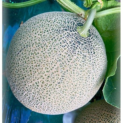 迚ケ螟ァ繧オ繧、繧コ縲2026蟷エ螟冗匱騾√大イク逕ー霎イ蝨堤肇蛹玲オキ驕薙Γ繝ュ繝ウ2邇牙・繧(繧オ繧、繧コ:1邇2.5kg莉・荳)縲213縲代1311818縲