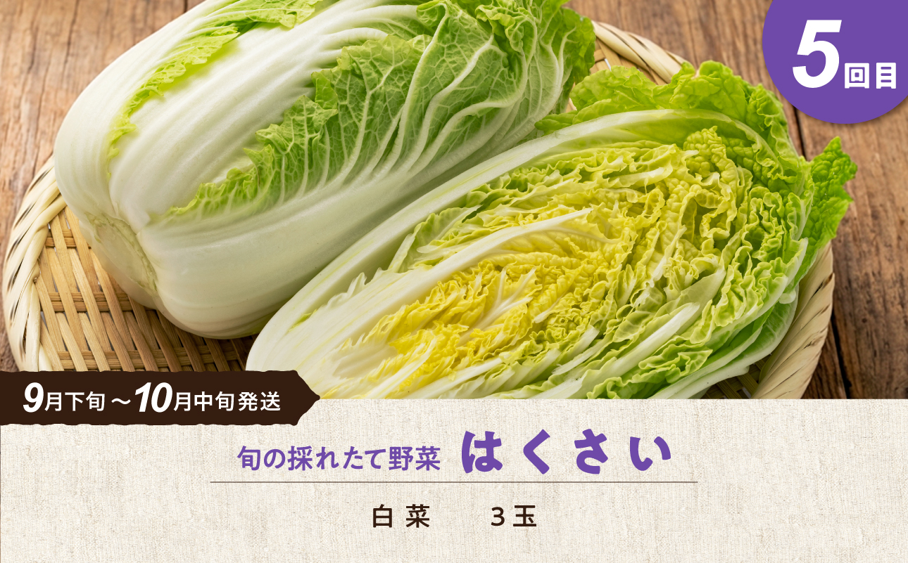 【5回定期便】旬の採れたて野菜「贅沢セットＣ」