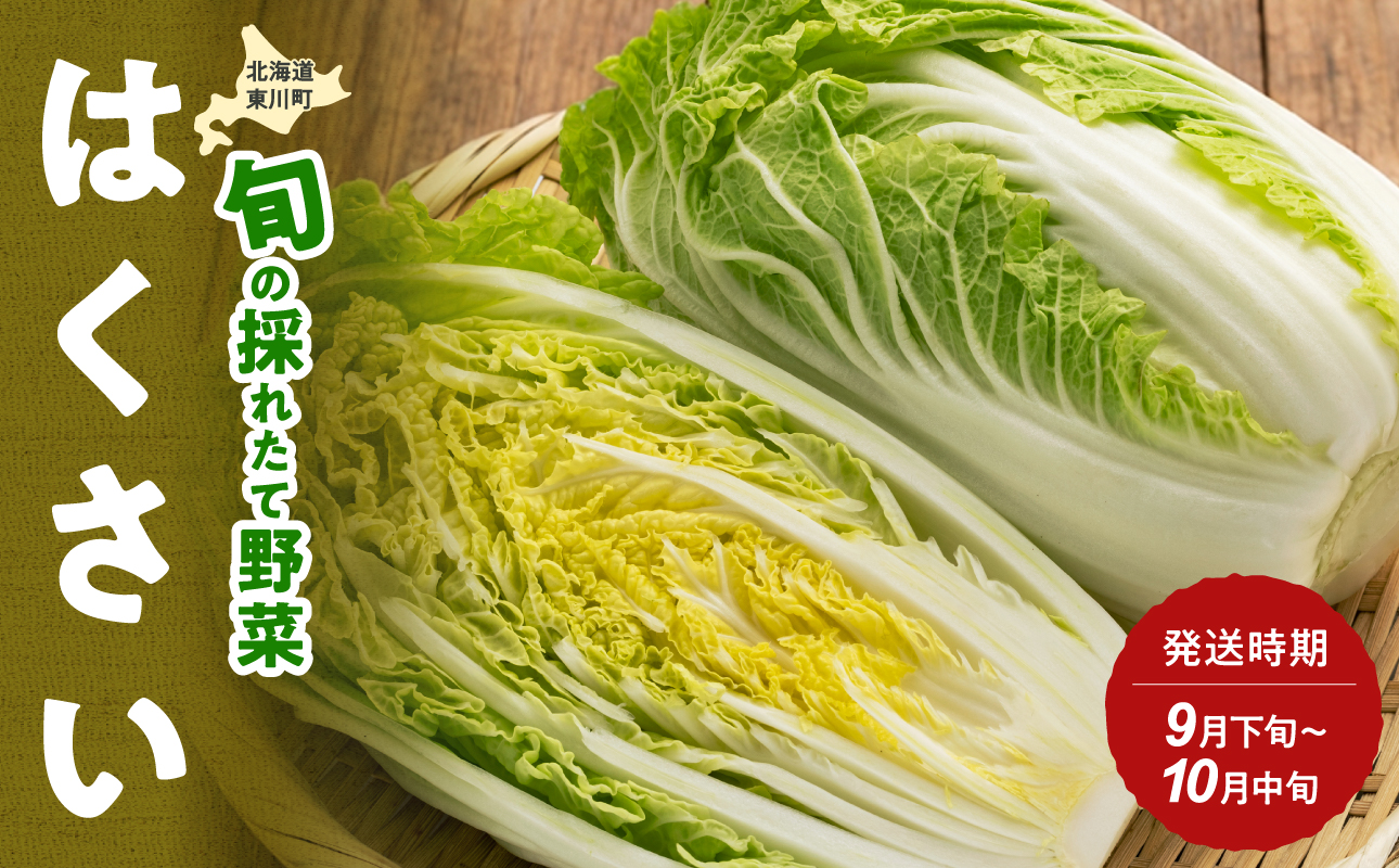 【9月下旬〜10月中旬発送】旬の採れたて野菜「はくさい」