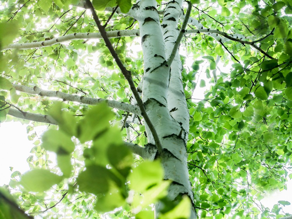 【木と暮らしの工房】 H.O.スツール　4-leg　＜樹種：ナラ／座面：本革（ダークグレー）＞