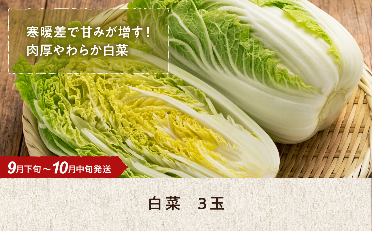 【9月下旬〜10月中旬発送】旬の採れたて野菜「はくさい」