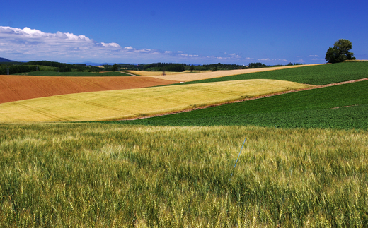 [100-01]美瑛町宿泊施設利用券６枚