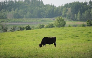 [054-07]ファームズ千代田「びえい和牛」リブロースとサーロインステーキのセット(各360g)