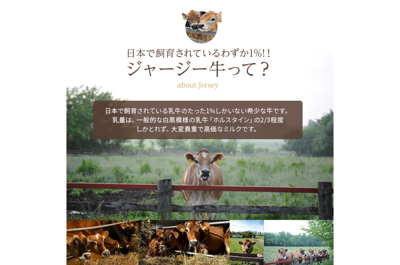 繧ク繝」繝シ繧ク繝シ迚帑ケウ 200ml テ 10譛ャ 繝輔ぃ繝シ繝繧コ蜊莉」逕ー