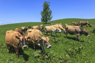 [018-44]美瑛放牧酪農場　チーズセット