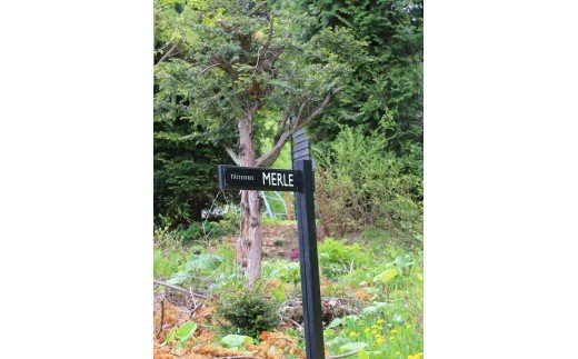 [016-21]MERLE　ロカボチョコレートタルト