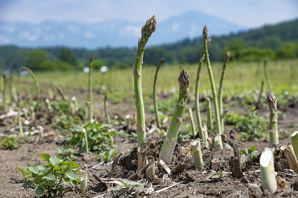 【先行予約！令和8年産】グリーンアスパラ L～Mサイズ 1kg おおとり[015-142]