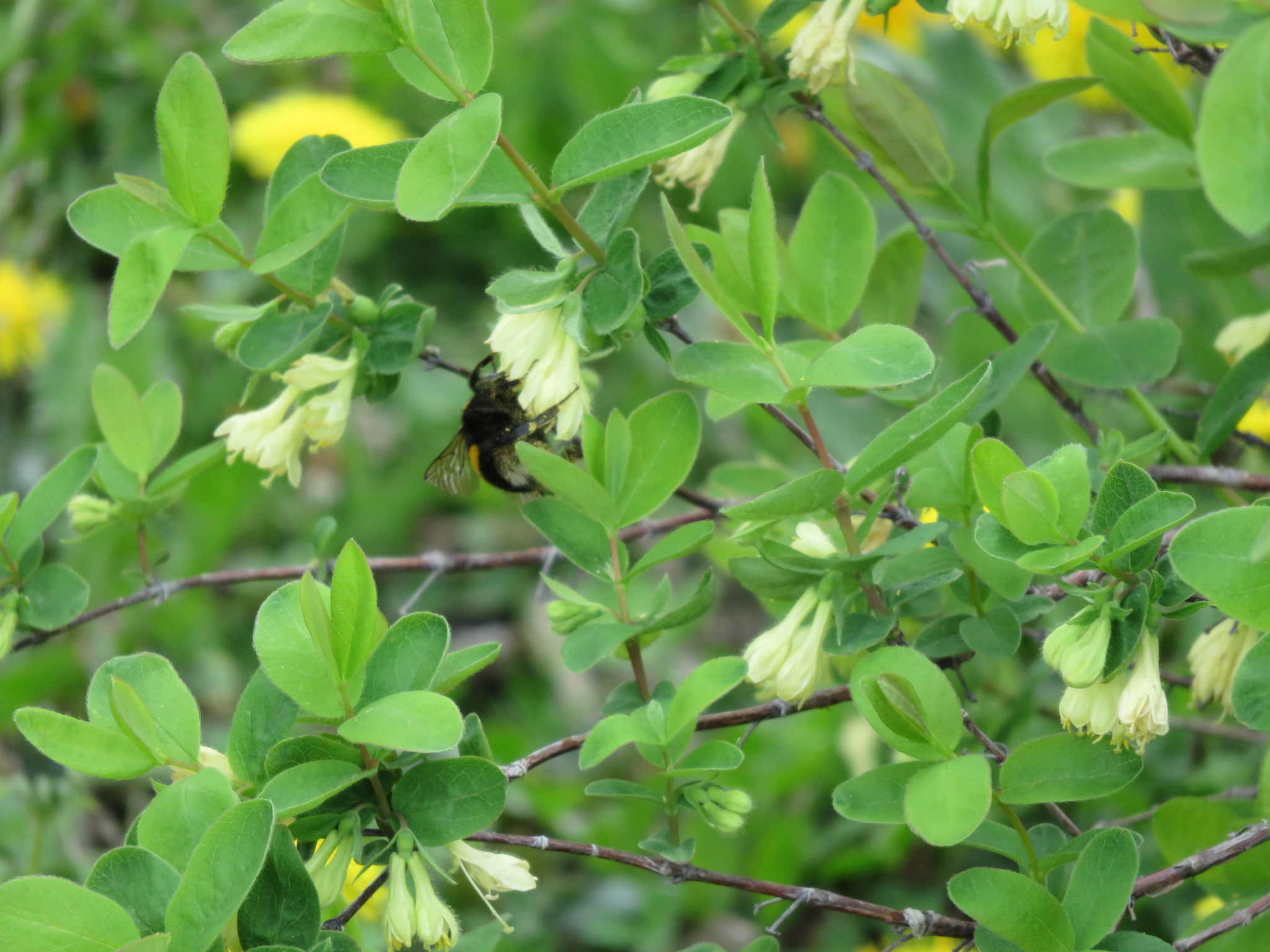 [012-95]びえいハスカップファーム　美瑛産ハスカップジャム３本