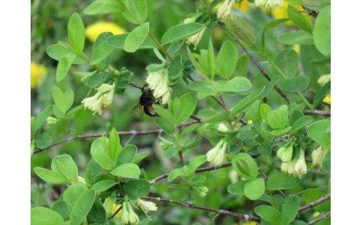びえいハスカップファーム ハスカップジャムとブルーベリージャム、ハスカップソースのセット