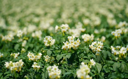 [100-01]美瑛町宿泊施設利用券６枚
