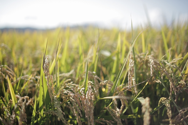 <令和7年産 >【3ヶ月定期便 2kg】 ななつぼし 定期便 2kg × 3回便 『皇室献上米 特A』皇室献上米に選ばれた美瑛米 !JAびえい | 新米 令和7年 米 お米 こめ コメ 2kg 3か月 3カ月 ブランド米 ごはん ななつぼし 精米 白米 北海道 美瑛 美瑛町 北海道美瑛町 [024-70]