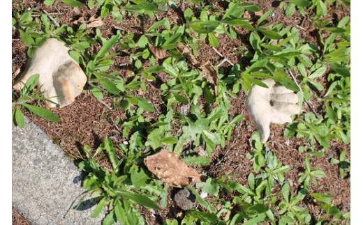 [045-14]皆空窯　氷裂ぐい飲みC