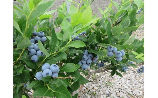 びえいハスカップファーム ハスカップジャムとブルーベリージャム、ハスカップソースのセット