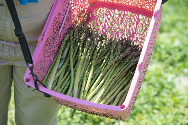 【先行予約！令和8年産】グリーンアスパラ Lサイズ 1kg おおとり[016-108]