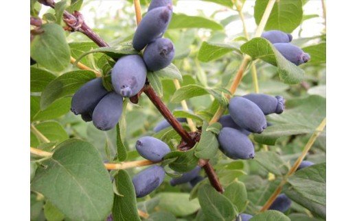 びえいハスカップファーム ハスカップジャムとブルーベリージャム、ハスカップソースのセット