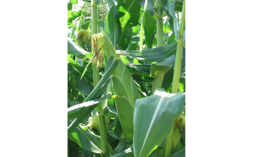 【令和８年産予約受付！】黒木農場　とうもろこし（ほしつぶコーン＆雪の妖精）各6本[011-58]