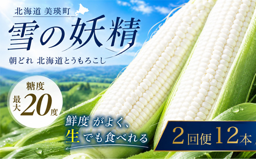 【先行予約】 とうもろこし （雪の妖精）12本 定期便 2回 <令和8年産 >黒木農場