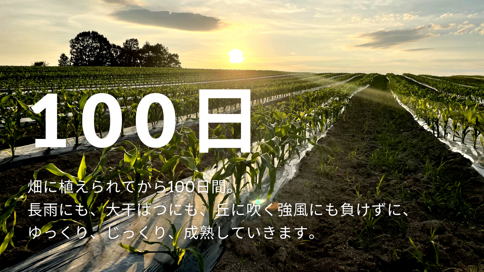 墫乃字　ひとさじ農場の１００日とうきび２箱（朝採れ・農場直送）[028-05]	