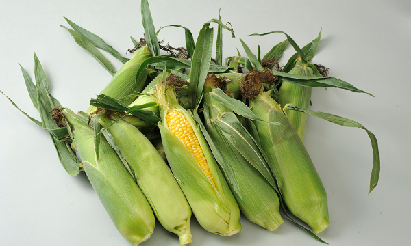 [058-01]美景農園　令和６年産　野菜の定期便（６回）