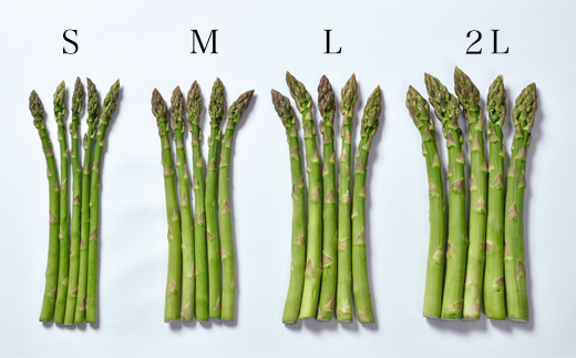 【先行予約！令和8年産】幻のアスパラ「ラスノーブル」L～Mサイズ 1kg グリーンアスパラ おおとり[016-107]