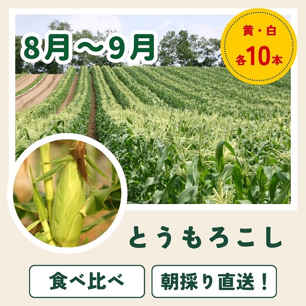 【令和７年産予約受付！】～美瑛の四季～ 野菜の定期便【白樺(大)】4回便[063-04]