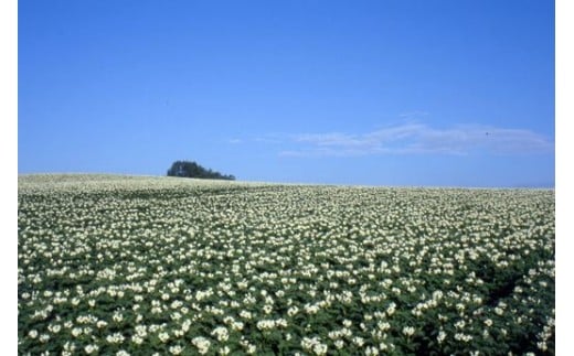 ≪令和７年産予約受付！≫サスケの家　馬鈴薯と南瓜の詰め合わせ[011-48]