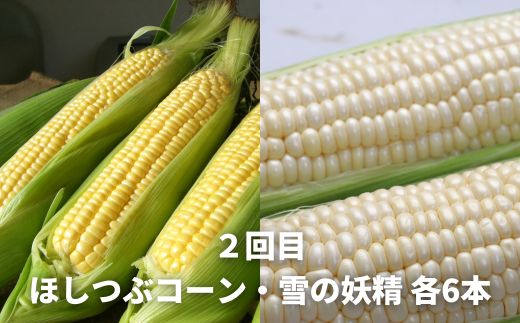 【令和７年産予約受付！】黒木農場　野菜の定期便A【小】（３回便）グリーンアスパラ（M～2Lサイズ）1kg、ほしつぶコーン6本＆雪の妖精6本、じゃがいも3種セット（男爵、キタアカリ（M～2L混）、インカのめざめ（2S以上混））各3kg[040-23]