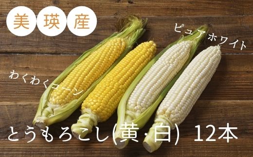 ≪令和７年産予約受付！≫株式会社 おおとり　美瑛産とうもろこし（黄・白）１２本[014-75]