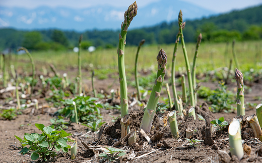 ≪令和７年産予約受付！≫おおとり　野菜の定期便（４回）[053-06]