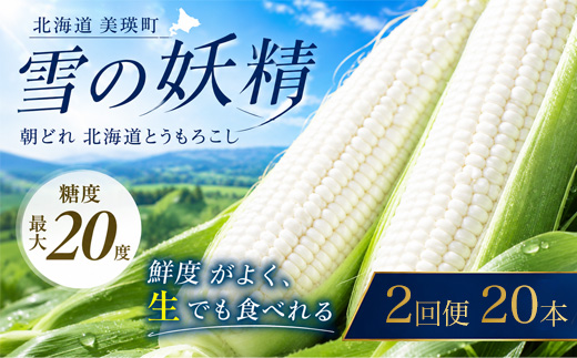 【先行予約】 とうもろこし （雪の妖精）20本 定期便 2回 <令和8年産 >黒木農場