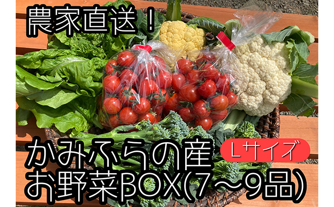 【2022年8月から発送】農家直送！ミニトマト500g入り！朝採れ新鮮夏野菜ボックスL（7～9品入り）