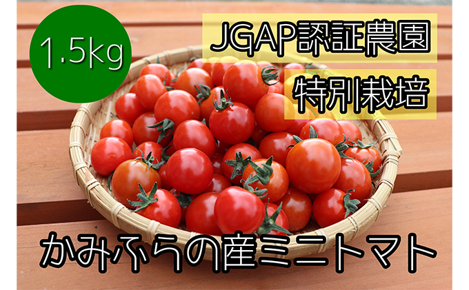 【2022年7月から発送】特別栽培＆JGAP認証農場　かみふらの産朝採れミニトマト1.5kg