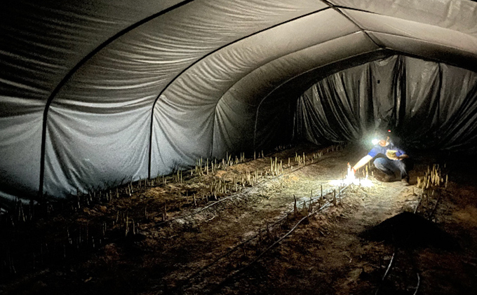 先行予約 【 2025年 発送 ！】 北海道 上富良野産 ホワイトアスパラガス 3L サイズ 500g アスパラ ホワイト アスパラガス 上富良野町 令和7年発送 野菜 やさい