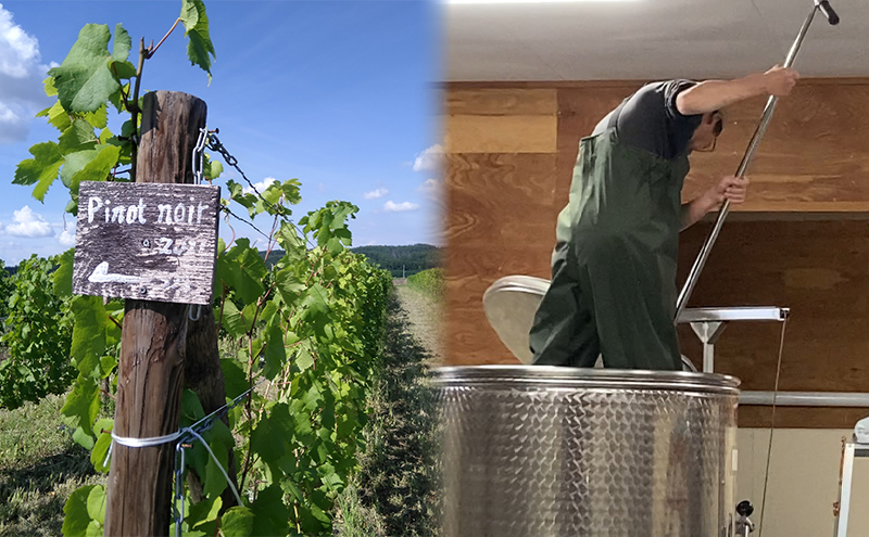 【 野生酵母 ＆ 無濾過 】 混醸ワイン ＆ シャルドネ 100%の ワイン 白2本 セット 多田ワイナリー 白ワイン お酒 ミネラル感 ミディアムボディ 白ワインセット 