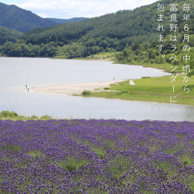 富良野 花七曜 ラベンダー こいむらさき ブーケ ◆ ドライフラワー 花束 花 インテリア 雑貨 植物 北海道