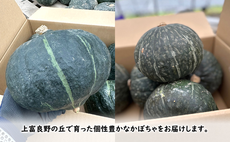 北海道 上富良野 産 かぼちゃ 5種 食べ比べ セット10kg 南瓜 パンプキン 野菜 農家直送 佐藤ファーム