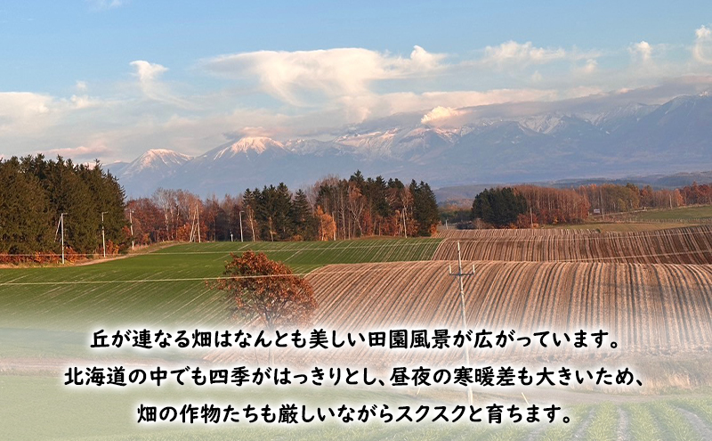 北海道 上富良野 産 かぼちゃ 5種 食べ比べ セット10kg 南瓜 パンプキン 野菜 農家直送 佐藤ファーム