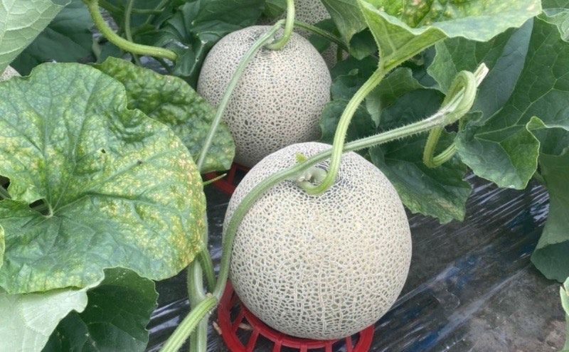 ã什å7幎ç£ãã¡ãã³ 1.6kgïœ1.99kg 2ç åæµ·é äžå¯è¯éç£ æäžççŽ ç§å èµ€èã¡ãã³ ç³åºŠ14åºŠä»¥äž ç³åºŠ14 ã»ãã ããã æç© ãã«ãŒã ãã¶ãŒã ãã ãã® æ¬ã®æç© æ¬ã®ãã«ãŒã åæµ·é å¯è¯é äžå¯è¯éçº