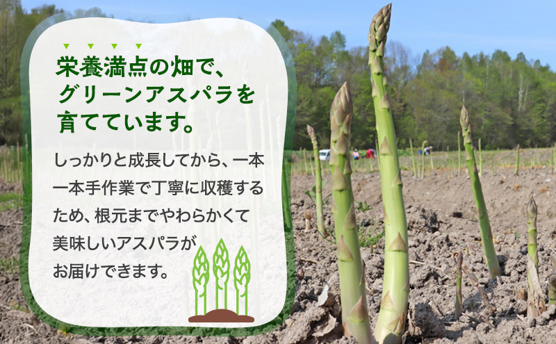 数量限定！	 【令和8年産】 アスパラガス 専門農家 の 特選 グリーン アスパラ 800g  L サイズ 原農園 アスパラ あすぱら 野菜 北海道 上富良野町