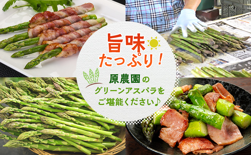 ã什å8幎ç£ãã¢ã¹ãã© å°é蟲家 ã® ç¹éž ã°ãªãŒã³ ã¢ã¹ãã© 1kg M ã¢ã¹ãã©ã¬ã¹ å蟲å ããã±ã éè åæµ·é äžå¯è¯éçº ã°ãªãŒã³ã¢ã¹ãã©