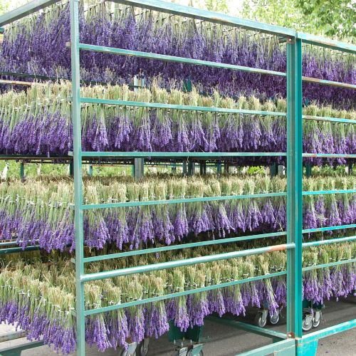 ãã»ãããããã¡ãŒã å¯ç°ãã©ãã³ããŒãªã€ã«ãã¹ãããã»è©°æ¿ã»ãã