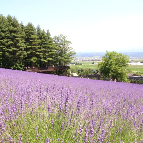 【セット】【ファーム富田】ラベンダールームスプレーとラベンダーサシエセット