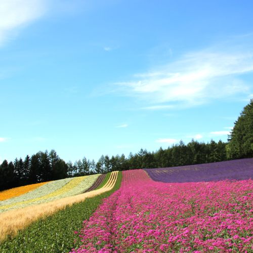 【セット】【ファーム富田】ラベンダールームスプレーとラベンダーサシエセット