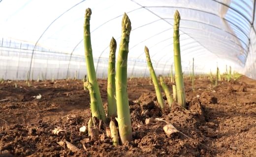 グリーンアスパラ　秀L〜M　1.5kg　バラ