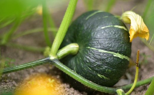 【2026年発送】中富良野町産カボチャ　10kg以上