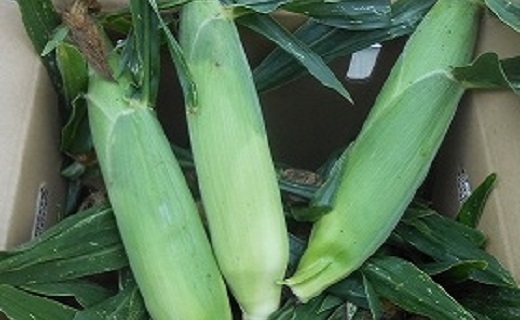 有機とうもろこし　10本