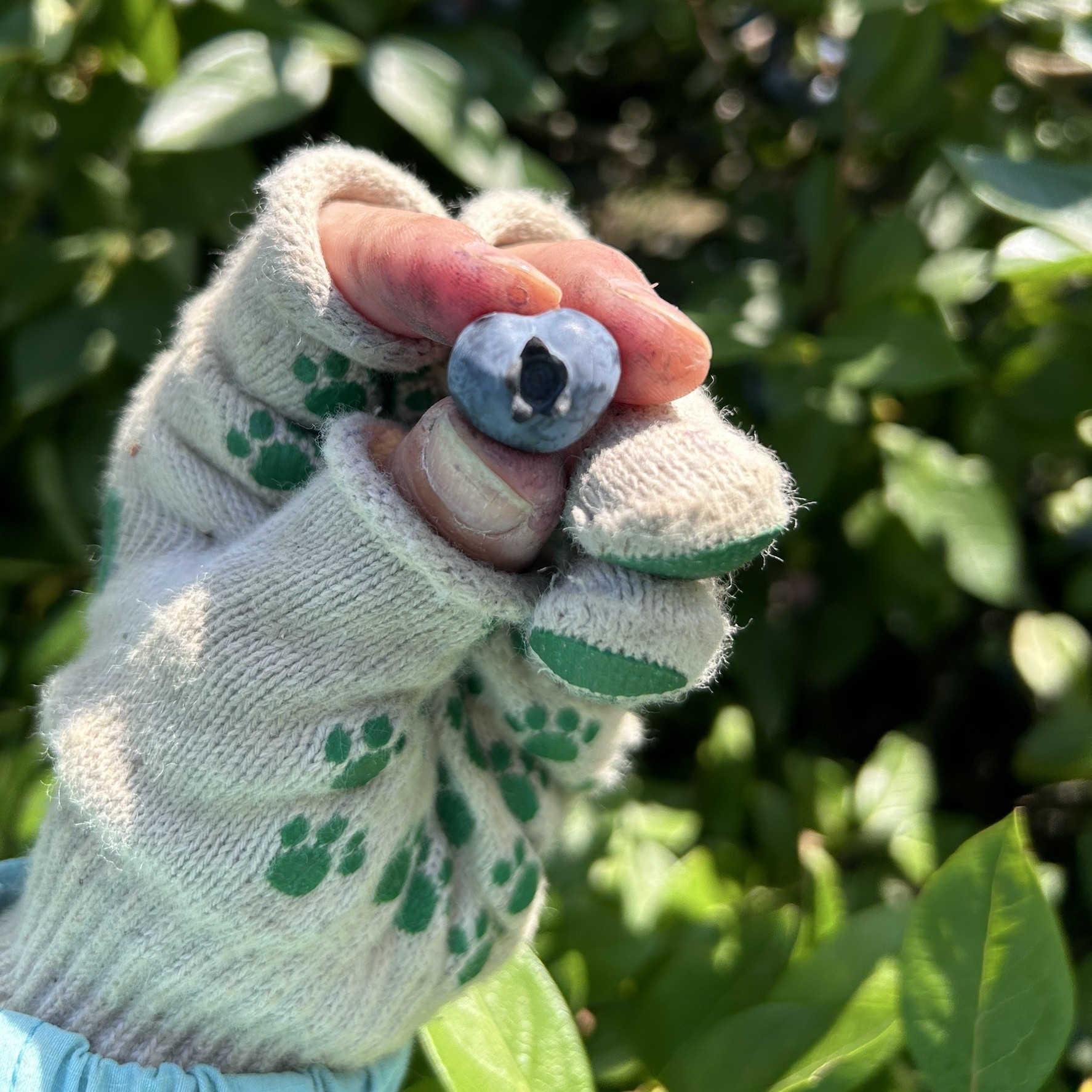 横山農園の冷凍ブルーベリー400g×3袋