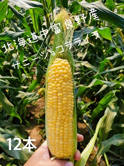 【2026年発送】トウモロコシ黄　12本　サニーショコラライラ